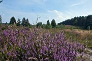 Durch ihre intensive, außergewöhnliche Farbe fallen Heidepflanzen in freier Natur direkt ins Auge. (© Dorothea Uhlendorf/Azerca)