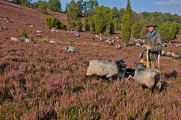 Die Heidschnucken werden hauptsächlich in den norddeutschen Heide- und Moorlandschaften der Lüneburger Heide gehütet. (© Dorothea Uhlendorf/Azerca)