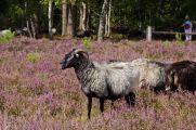 Heidschnucken sind nordische Kurzschwanzschafe. Sie pflegen die Heide, indem sie junge Baumtriebe fressen, die sich sonst ausbreiten und die Heidepflanzen verdrängen würden. (© Dorothea Uhlendorf/Azerca)