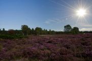 In der vollen Sonne gedeiht Heide besonders gut und entwickelt ihre volle Leuchtkraft und abertausend Blüten. (© Dorothea Uhlendorf/Azerca)