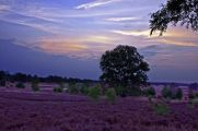 Im Abendrot kommt die leuchtende Farbigkeit der Heidepflanzen noch intensiver zur Geltung als bei praller Sonne. (© Dorothea Uhlendorf/Azerca)