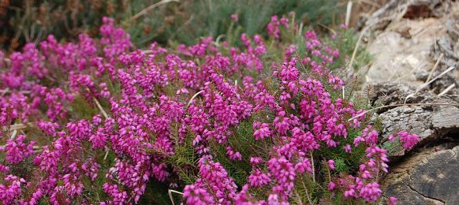 Glossar: Kompaktes Wissen rund um Heide