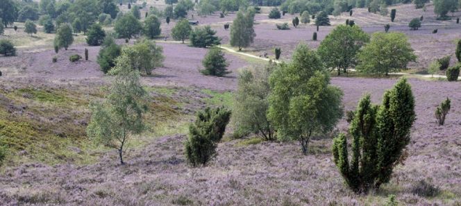 Eine typische Heidelandschaft