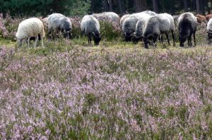 Heidschnucken im Naturpark Lüneburger Heide, © Nicola Roser