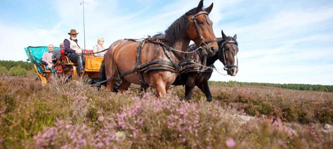 Reisetipp Lüneburger Heide