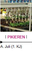 Pikieren